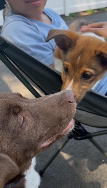 Enlarge Sashi, a Adoptable Mixed Breed in CHURCHVILLE, NY image 5/5