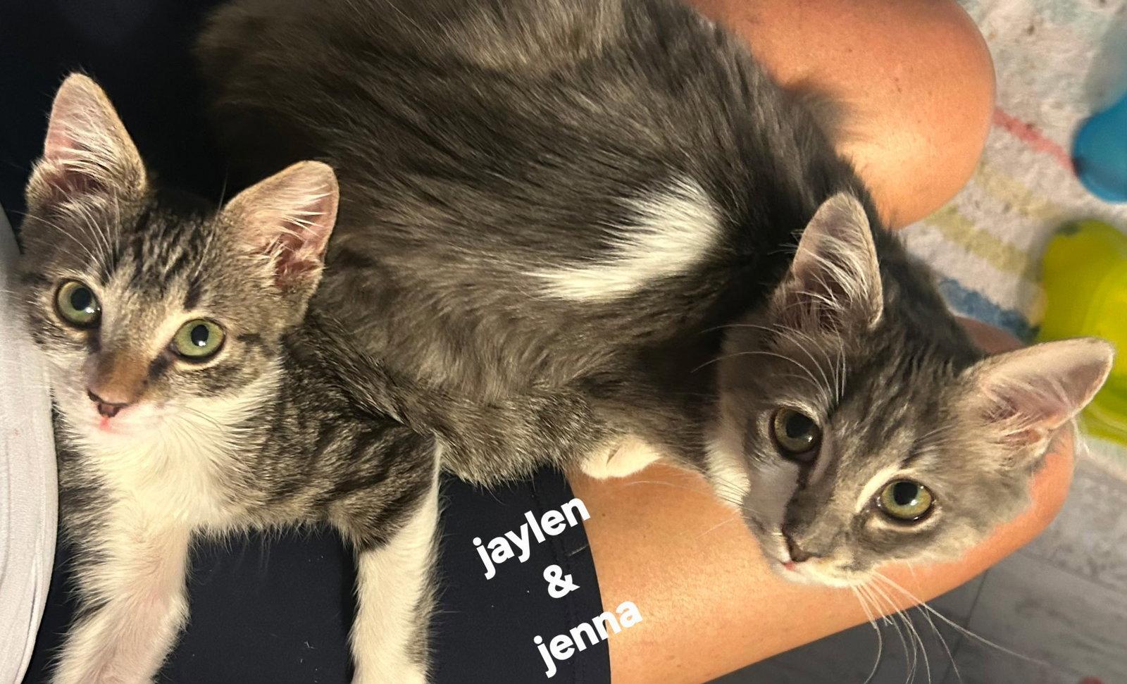Jenna, Adopted, Young Male Domestic Medium Hair.