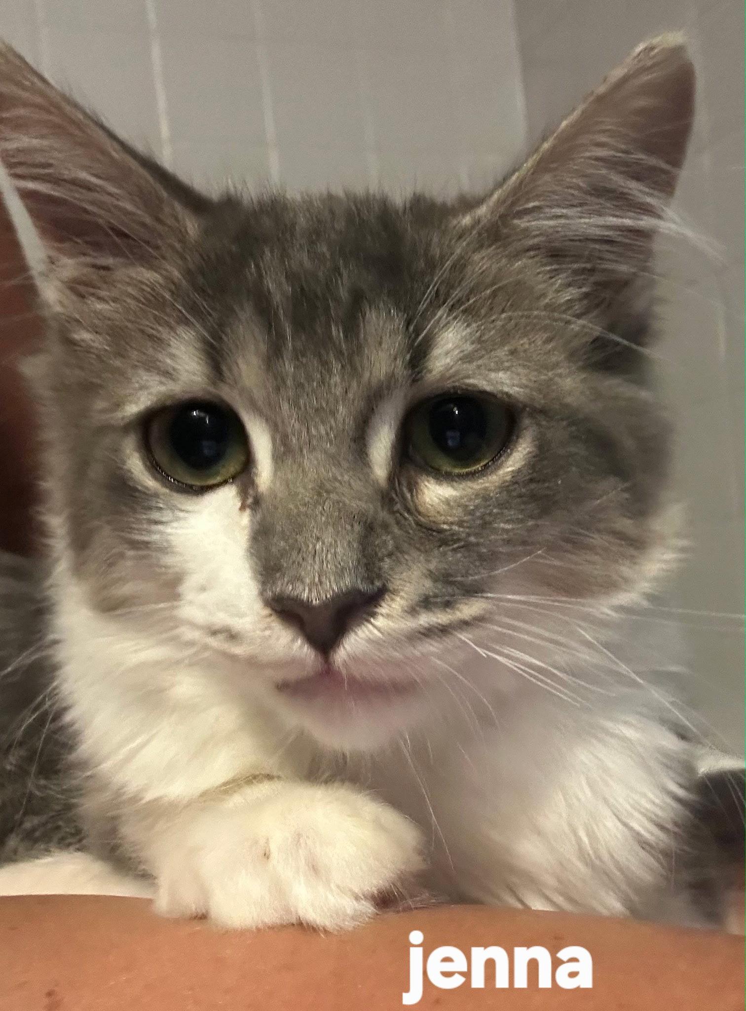 Enlarge Jenna, a Adopted Domestic Medium Hair in Longwood, FL image 2/2