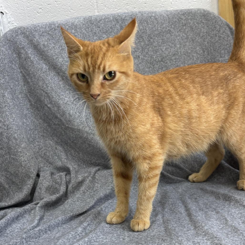 Enlarge Trixie, a Adoptable mixed breed in Madisonville, KY image 1/6