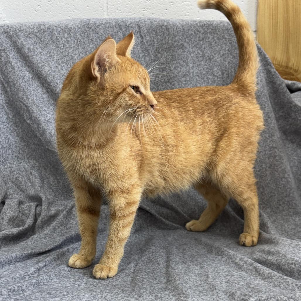 Enlarge Trixie, a Adoptable mixed breed in Madisonville, KY image 2/6