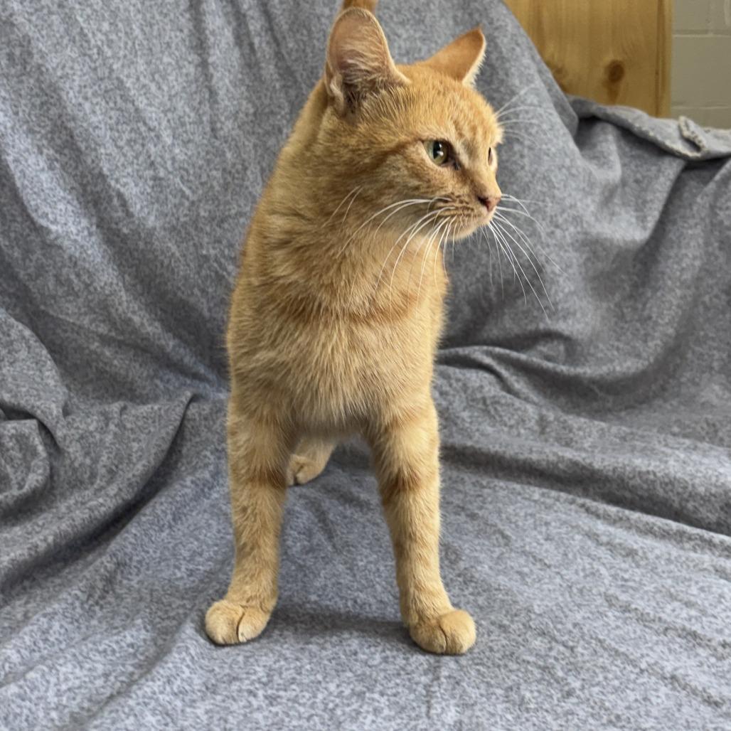 Enlarge Trixie, a Adoptable mixed breed in Madisonville, KY image 5/6