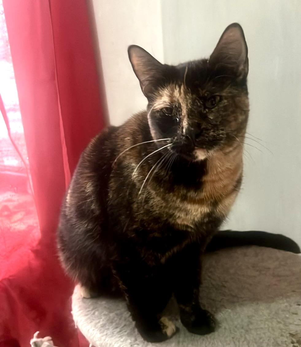 Tiffany (Needs adoption), Adoptable, Adult Female Calico.