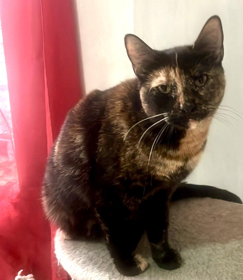 Tiffany (Needs adoption), a Adoptable Calico in Brooklyn, NY image 3/4