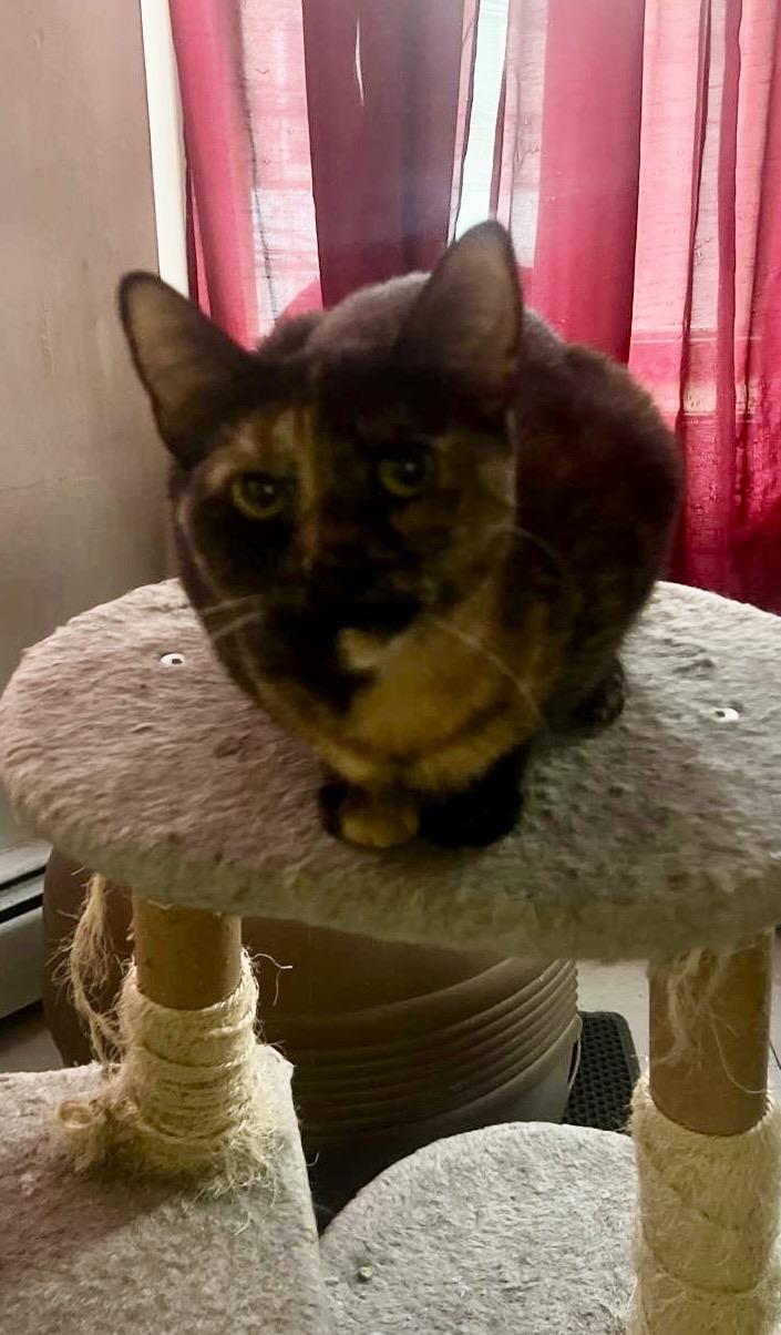 Tiffany (Needs adoption), a Adoptable Calico in Brooklyn, NY image 2/4