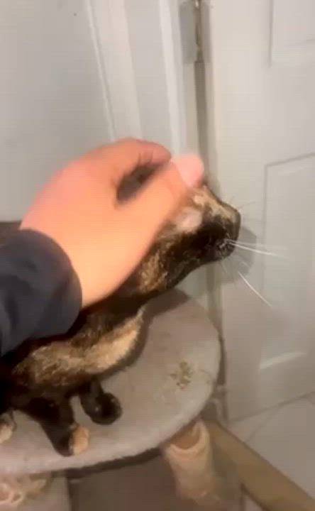 Enlarge Tiffany (Needs adoption), a Adoptable Calico in Brooklyn, NY video 4/4