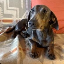 Pablo Blue Picasso, a Adoptable Dachshund in Portland, OR image 4/6