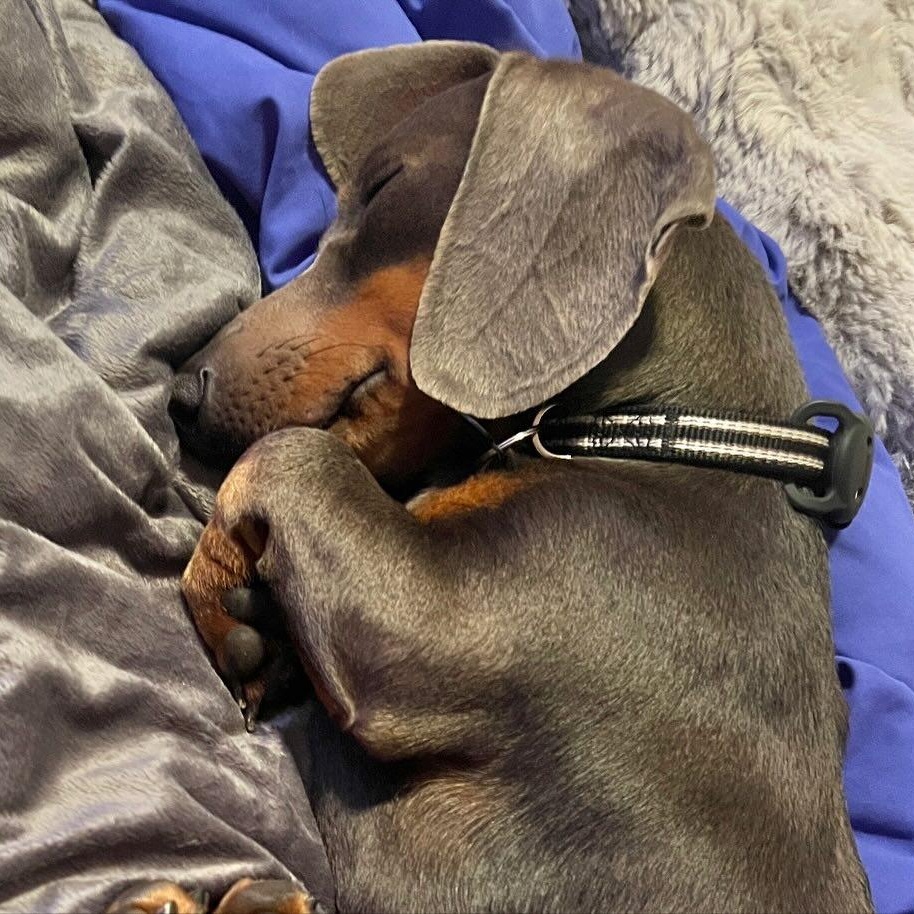 Pablo Blue Picasso, a Adoptable Dachshund in Portland, OR image 3/6