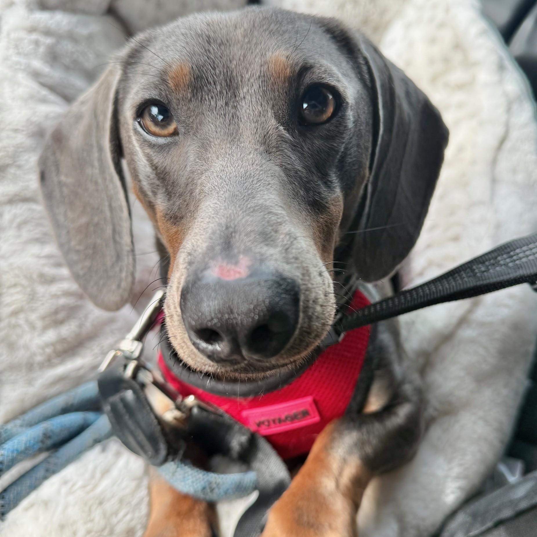 Pablo Blue Picasso, a Adoptable Dachshund in Portland, OR image 6/6