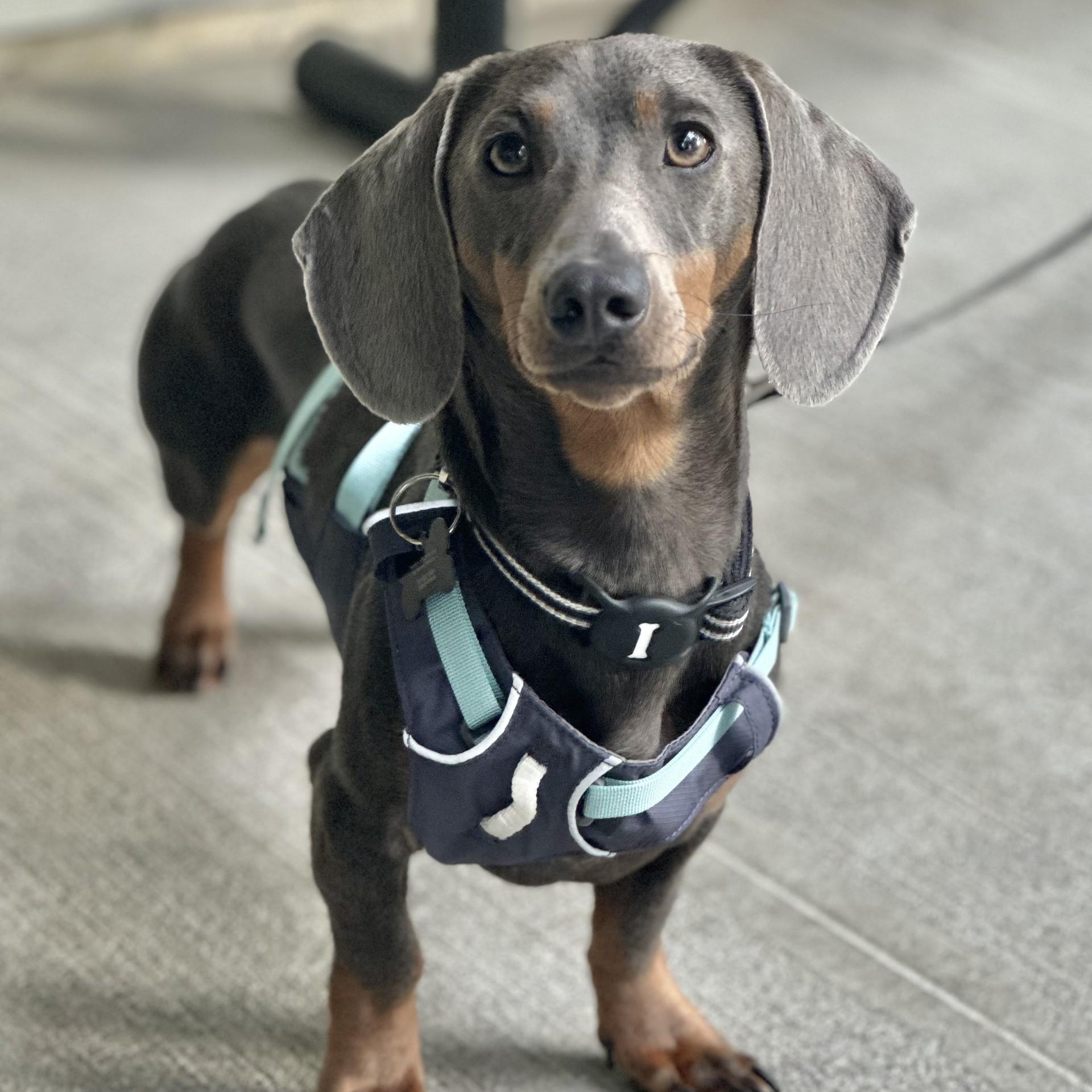 Pablo Blue Picasso, a Adoptable Dachshund in Portland, OR image 1/6
