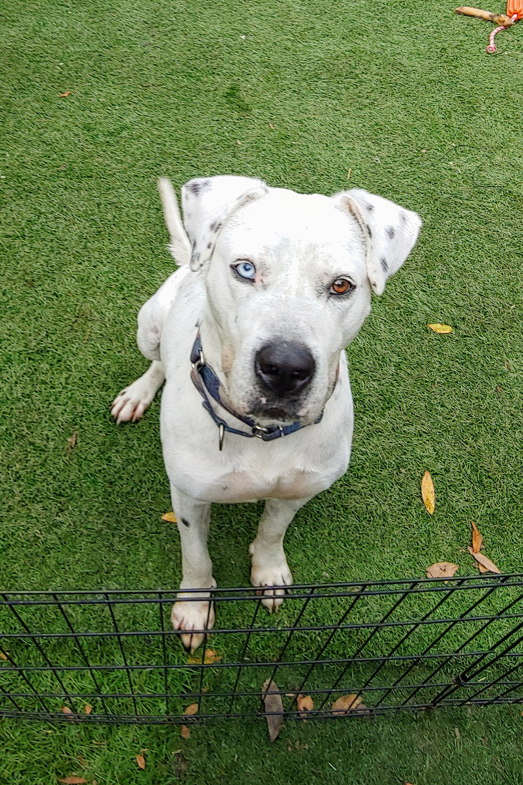 Zane, Adoptable, Adult Male American Bulldog & Dalmatian.