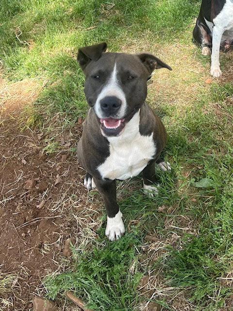 Enlarge Grace, a Adoptable Pit Bull Terrier in McArthur, CA image 1/3