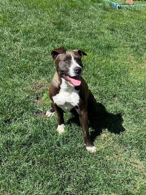 Enlarge Grace, a Adoptable Pit Bull Terrier in McArthur, CA image 2/3