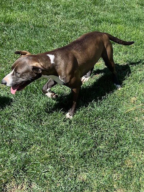 Enlarge Grace, a Adoptable Pit Bull Terrier in McArthur, CA image 3/3