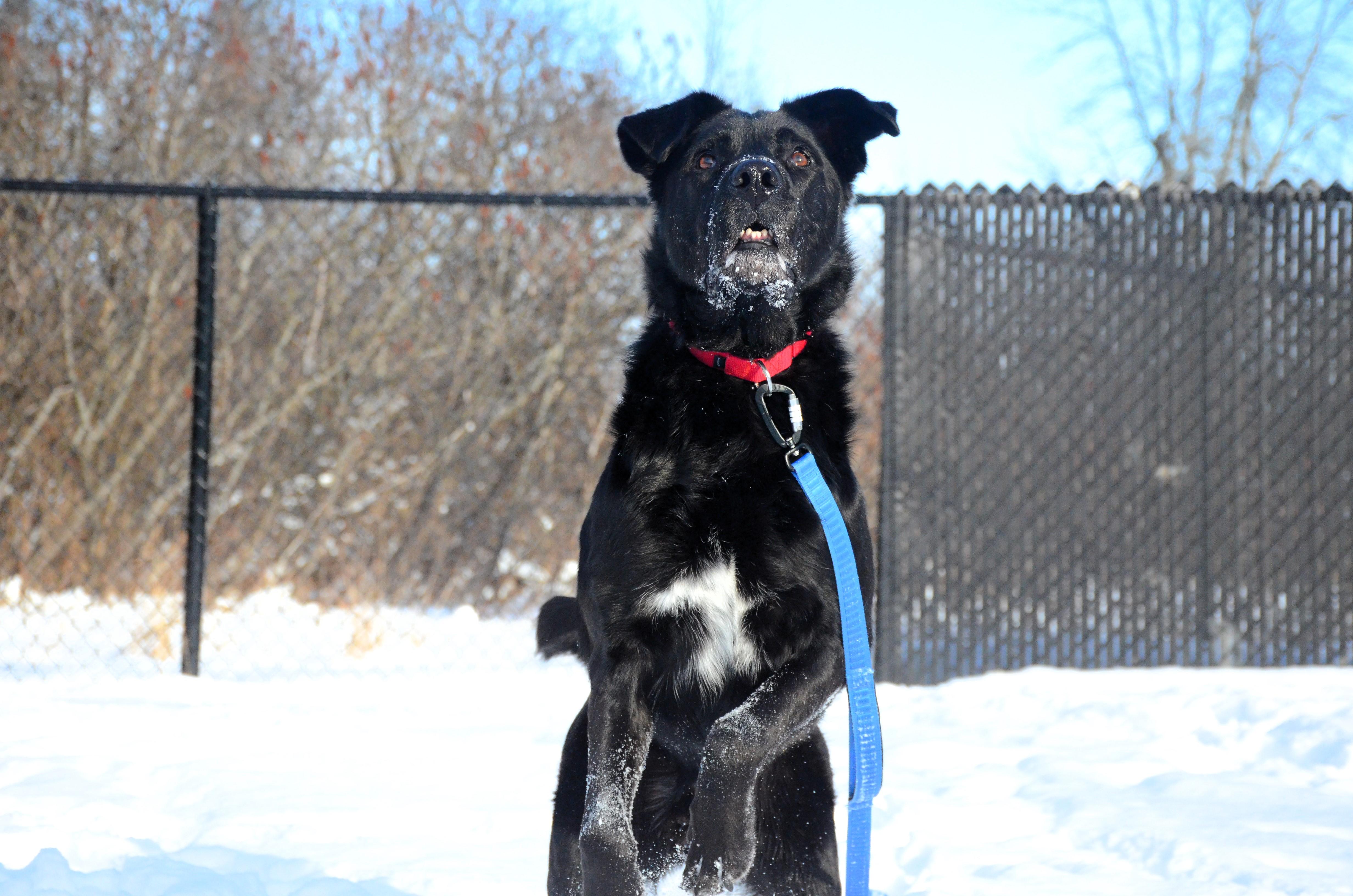 Odin, Adoptable, Adult Male Mixed Breed.