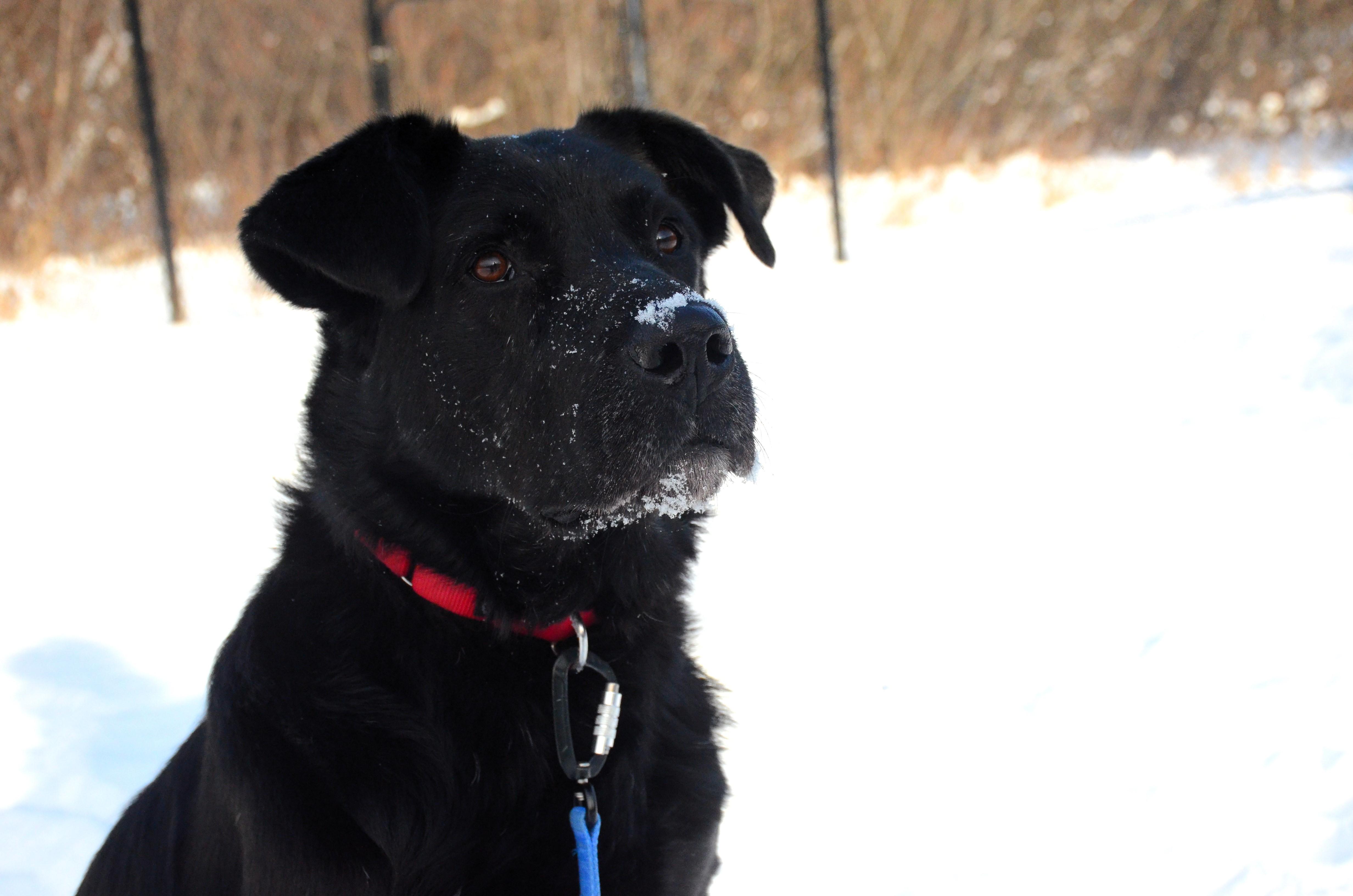 Enlarge Odin, a Adoptable Mixed Breed in Montreal, QC image 2/4