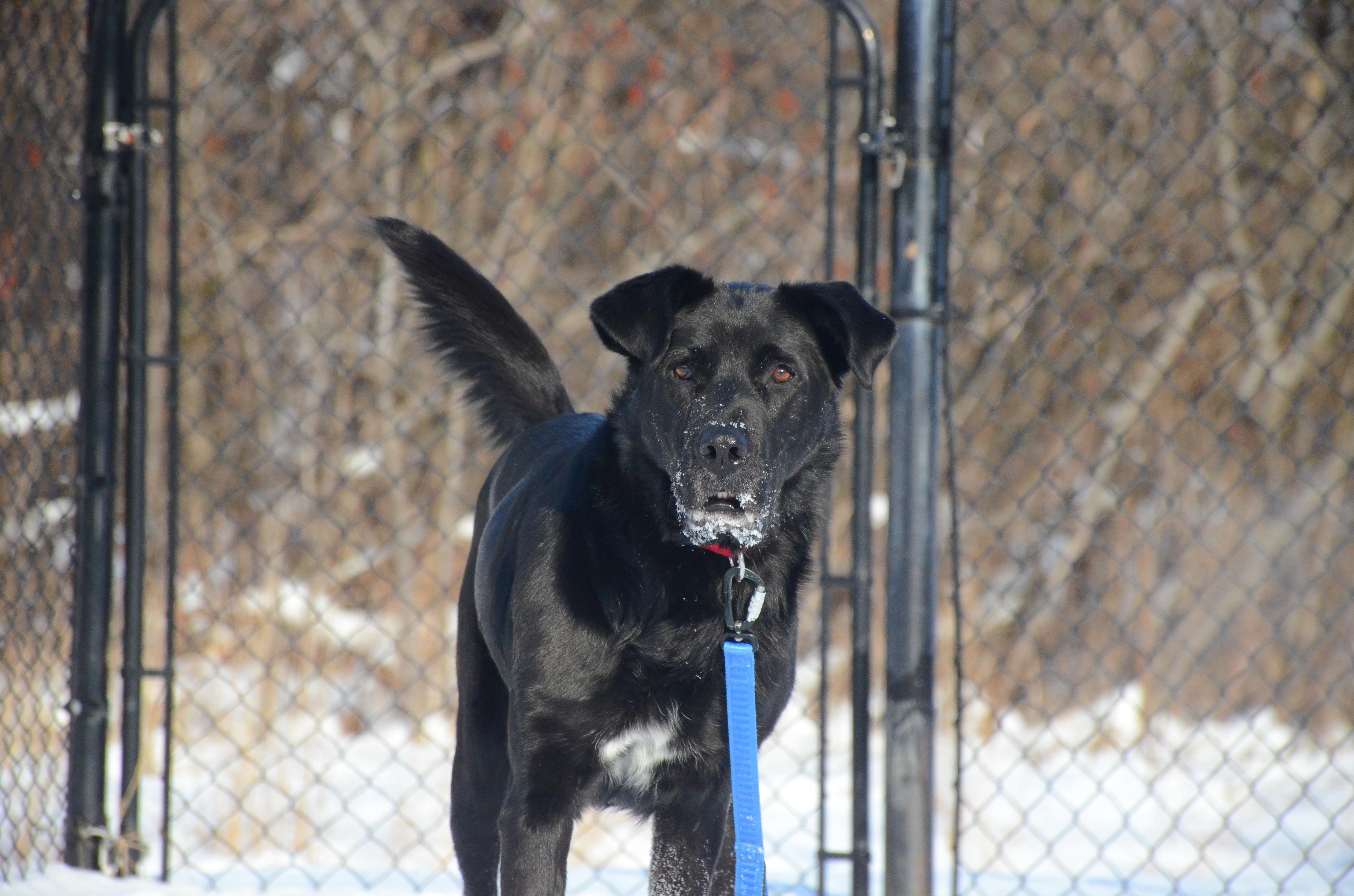Enlarge Odin, a Adoptable Mixed Breed in Montreal, QC image 3/4