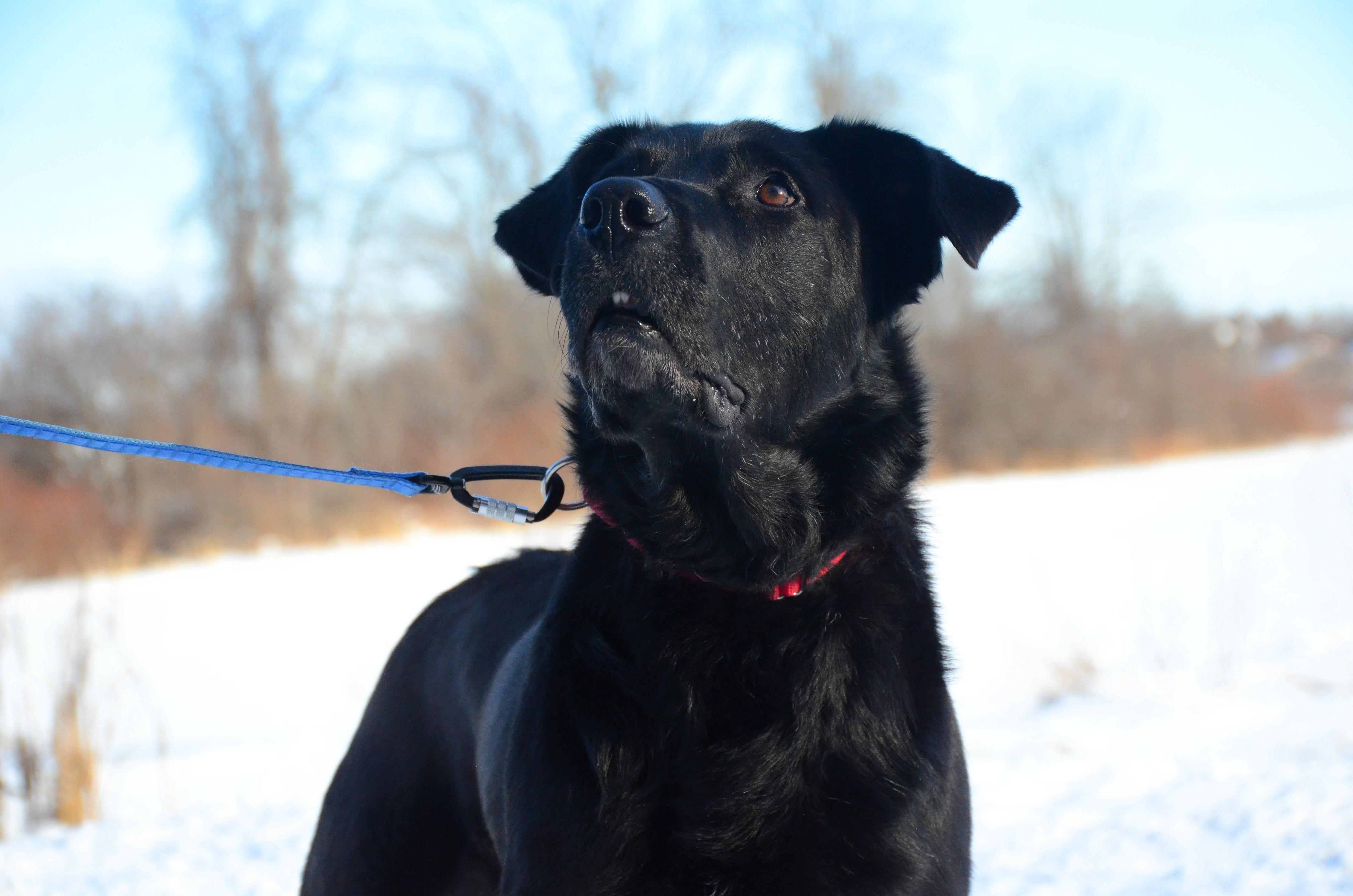 Enlarge Odin, a Adoptable Mixed Breed in Montreal, QC image 4/4