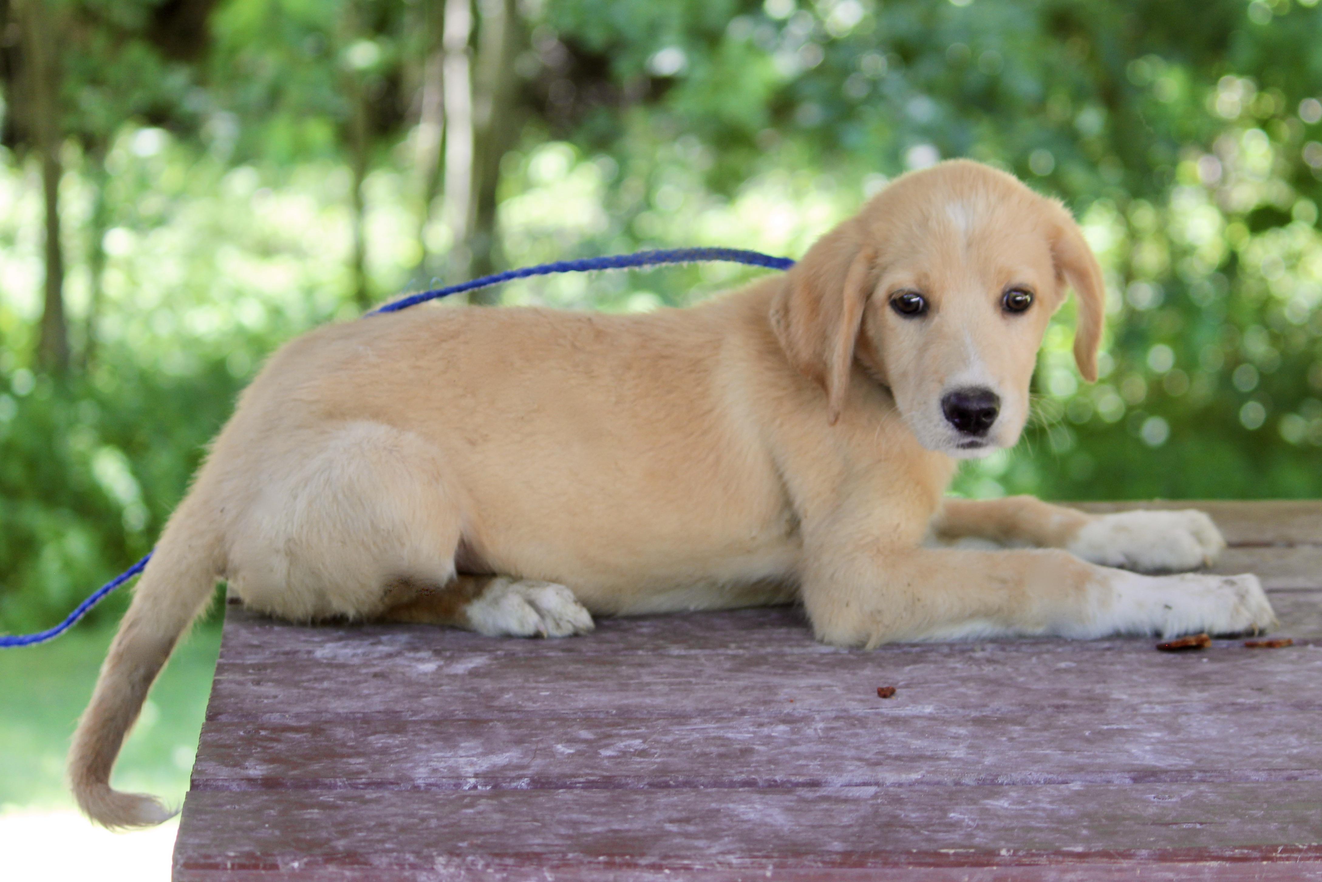 Enlarge AURORA, an adopted Mixed Breed in Brazil, IN image 4/4