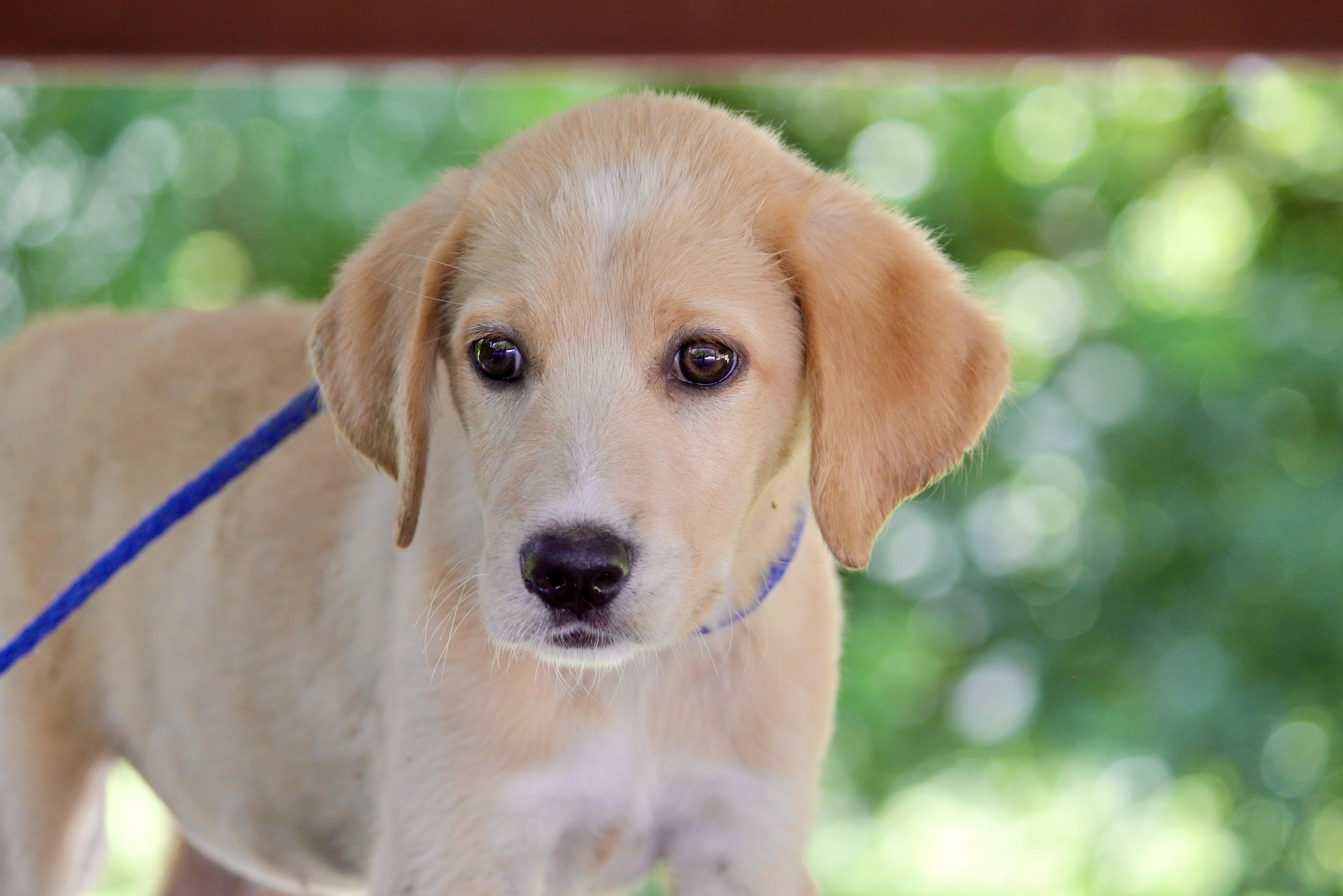 AURORA, adopted, Puppy Female Mixed Breed.