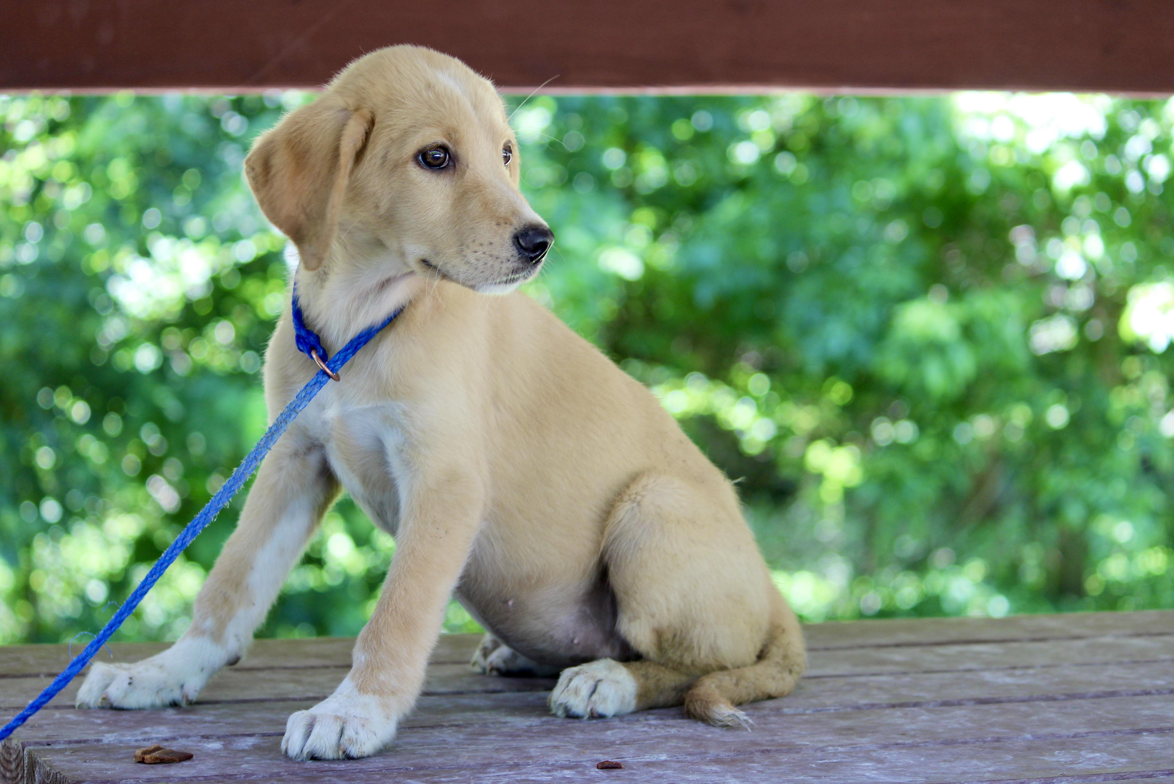 Enlarge AURORA, an adopted Mixed Breed in Brazil, IN image 3/4