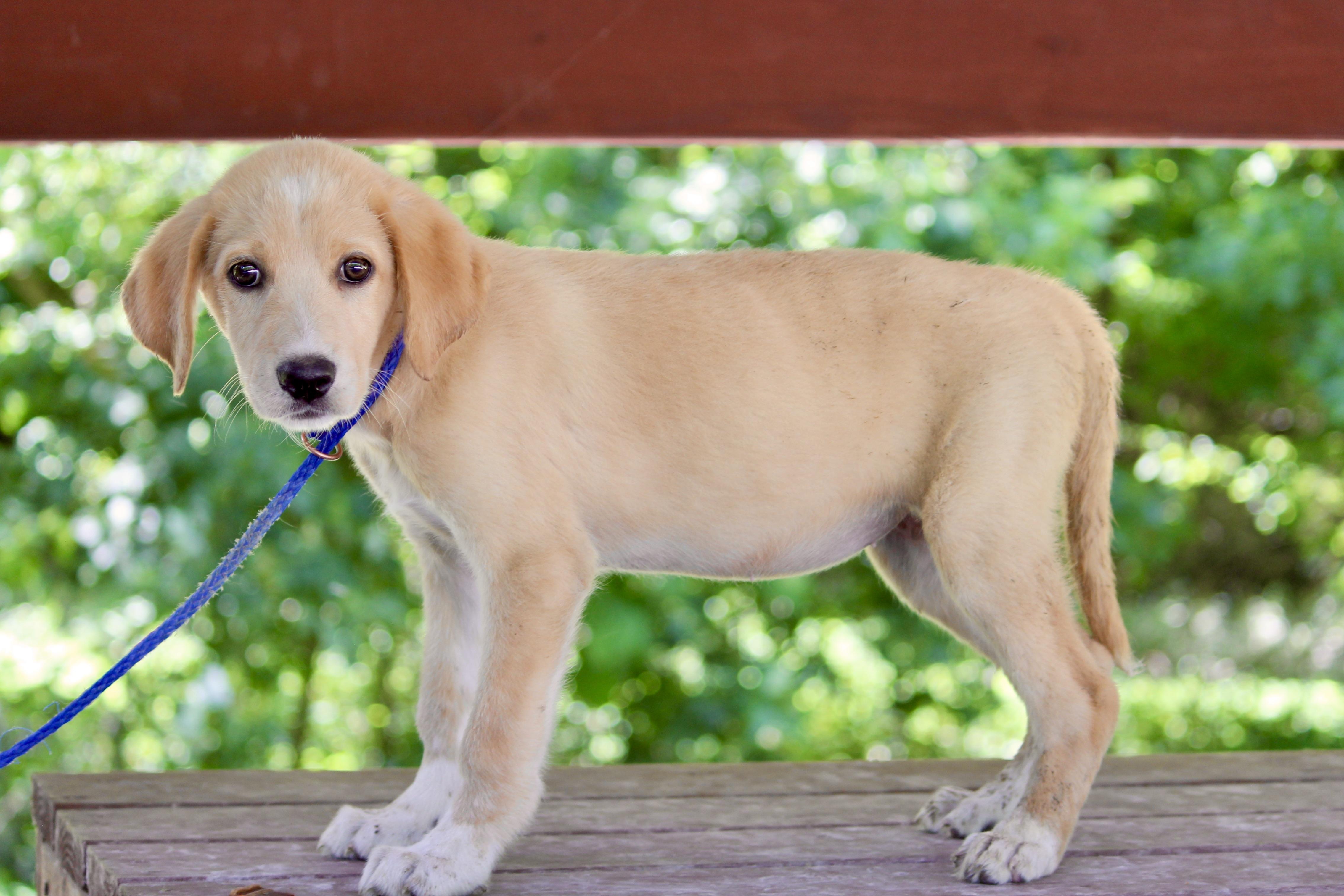 Enlarge AURORA, an adopted Mixed Breed in Brazil, IN image 2/4