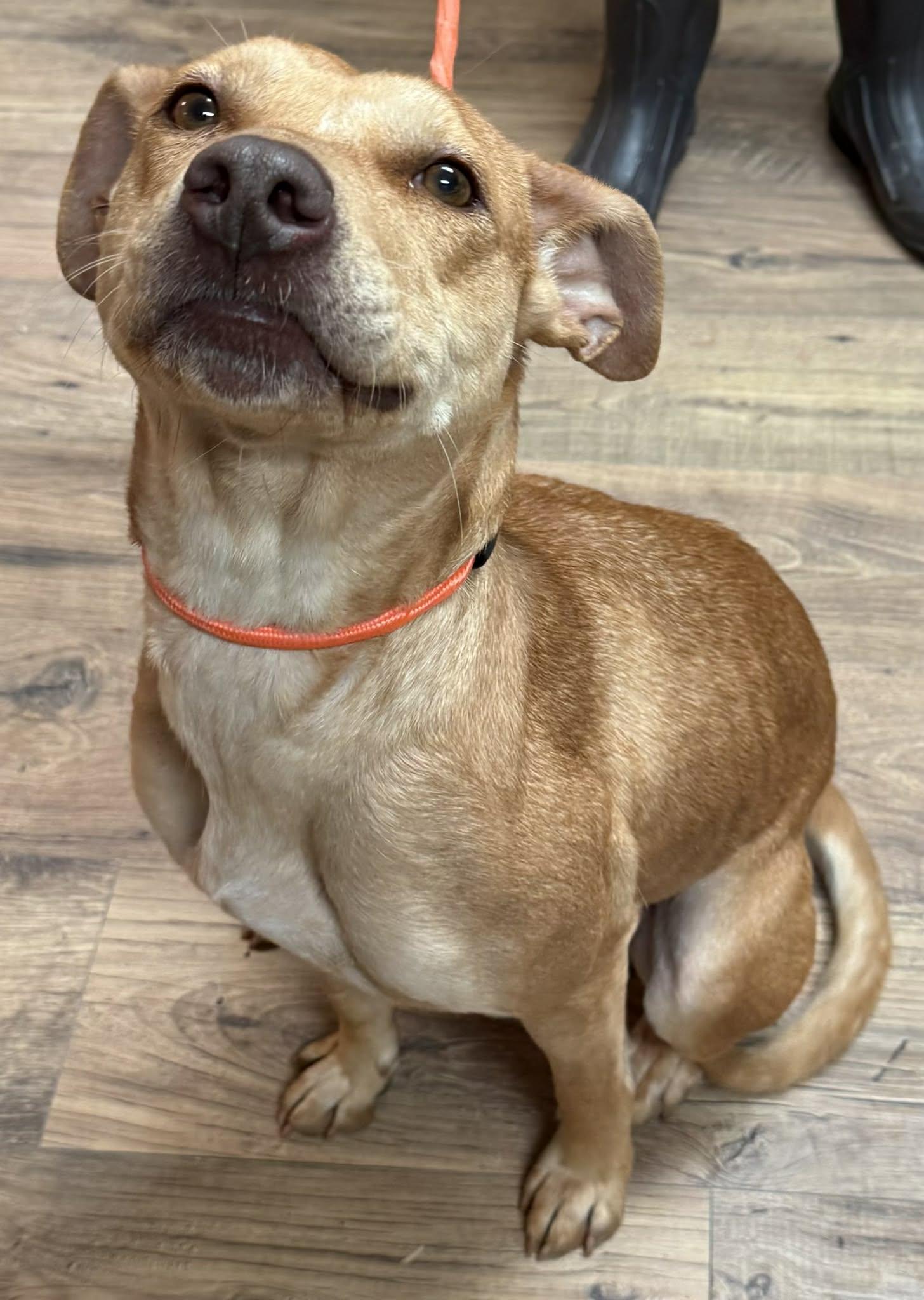 Enlarge Julie, a ADOPTABLE mixed breed in Baxter, KY image 1/1