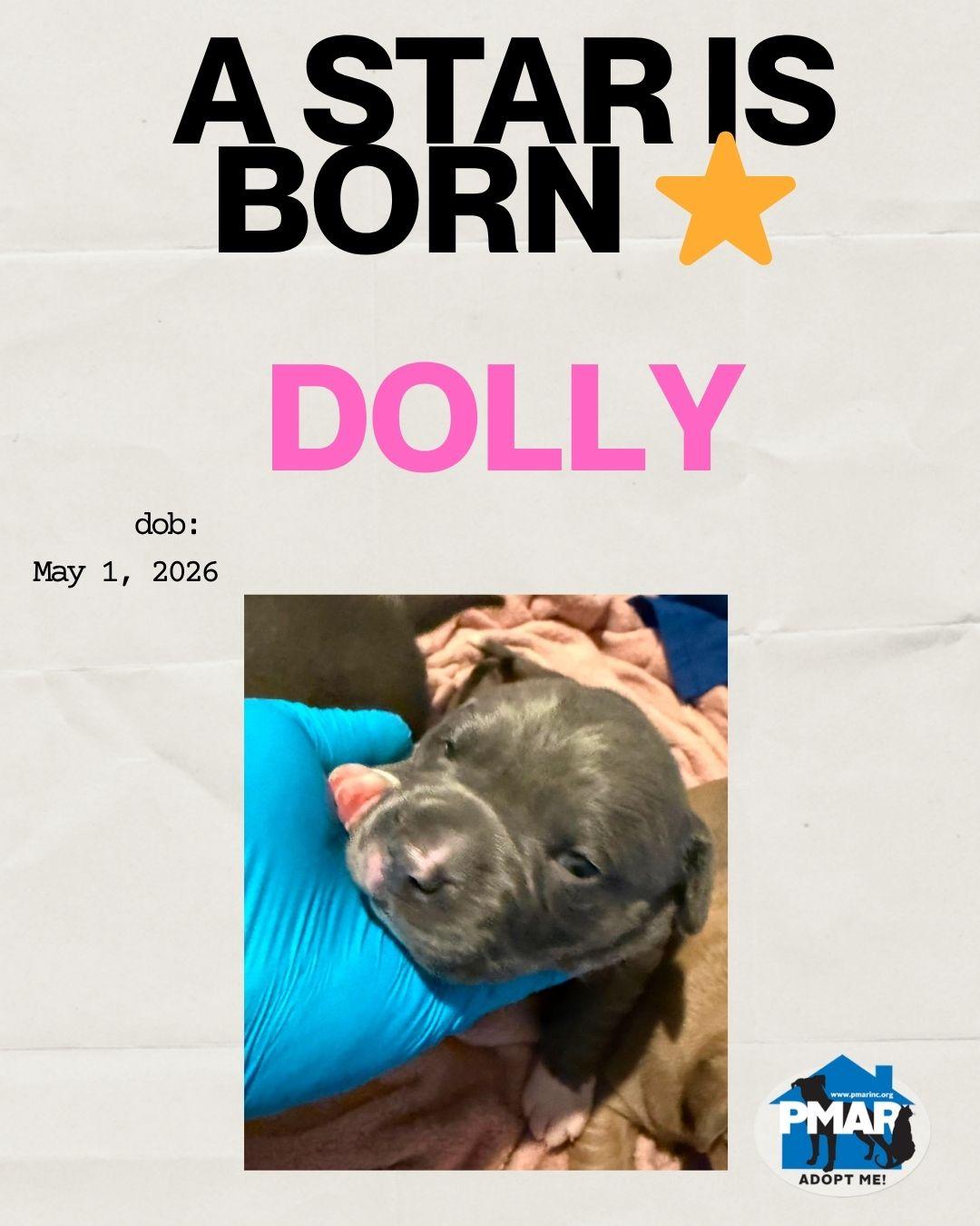 Dolly, adopted, Puppy Female Pit Bull Terrier.