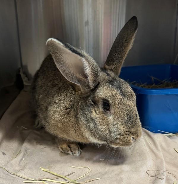 Enlarge Clove, a Adoptable mixed breed in Oakville, ON image 1/1