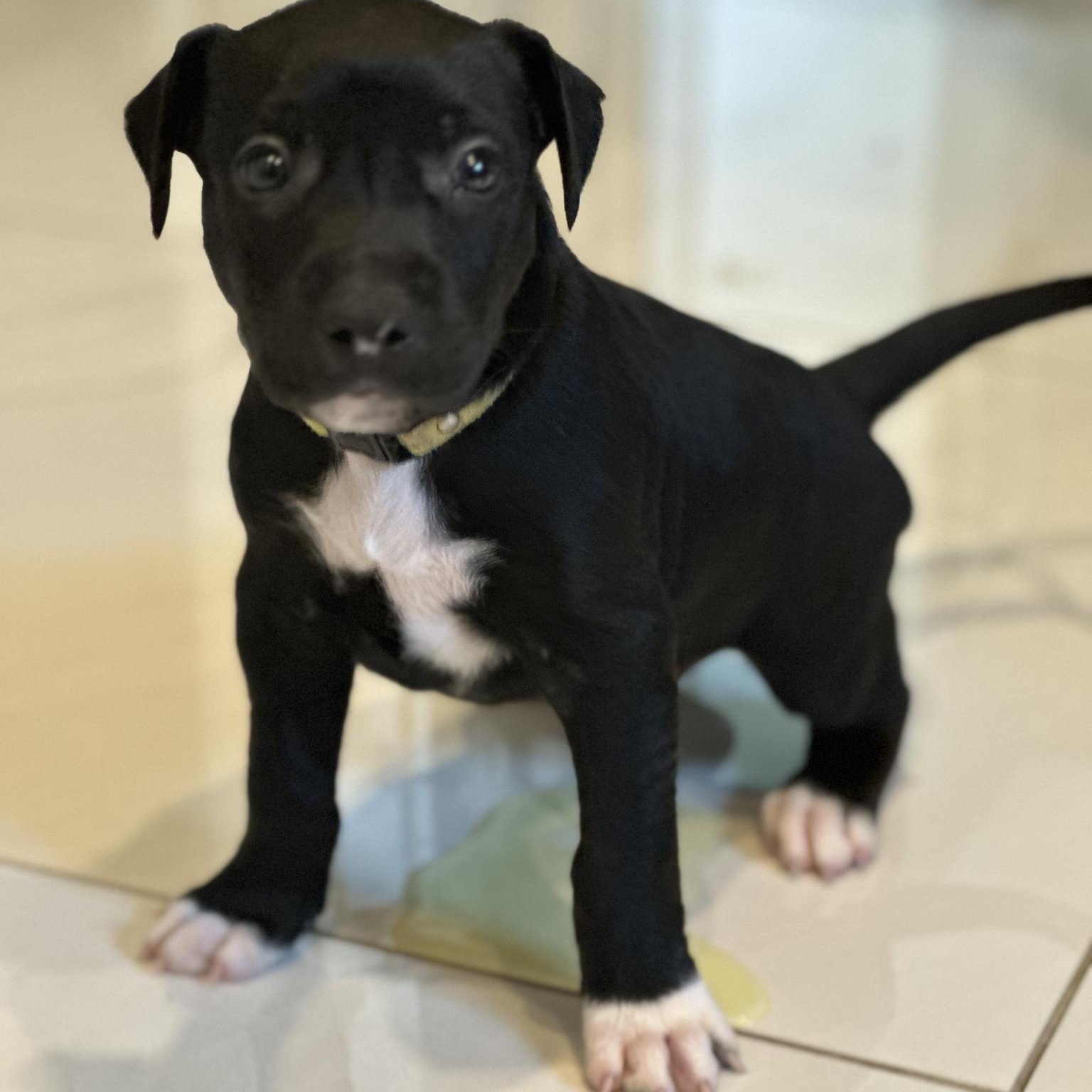 Hugo