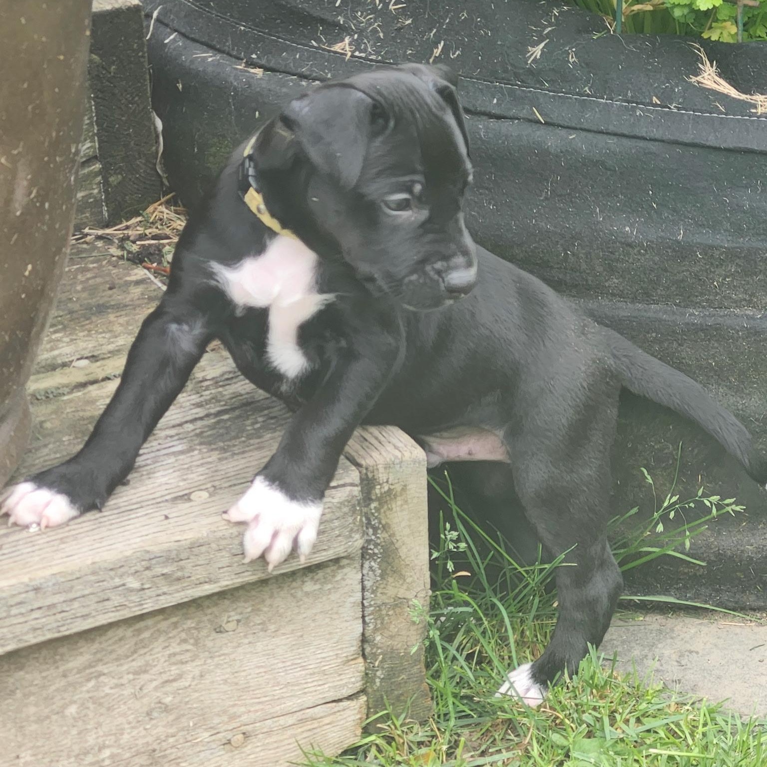 Hugo