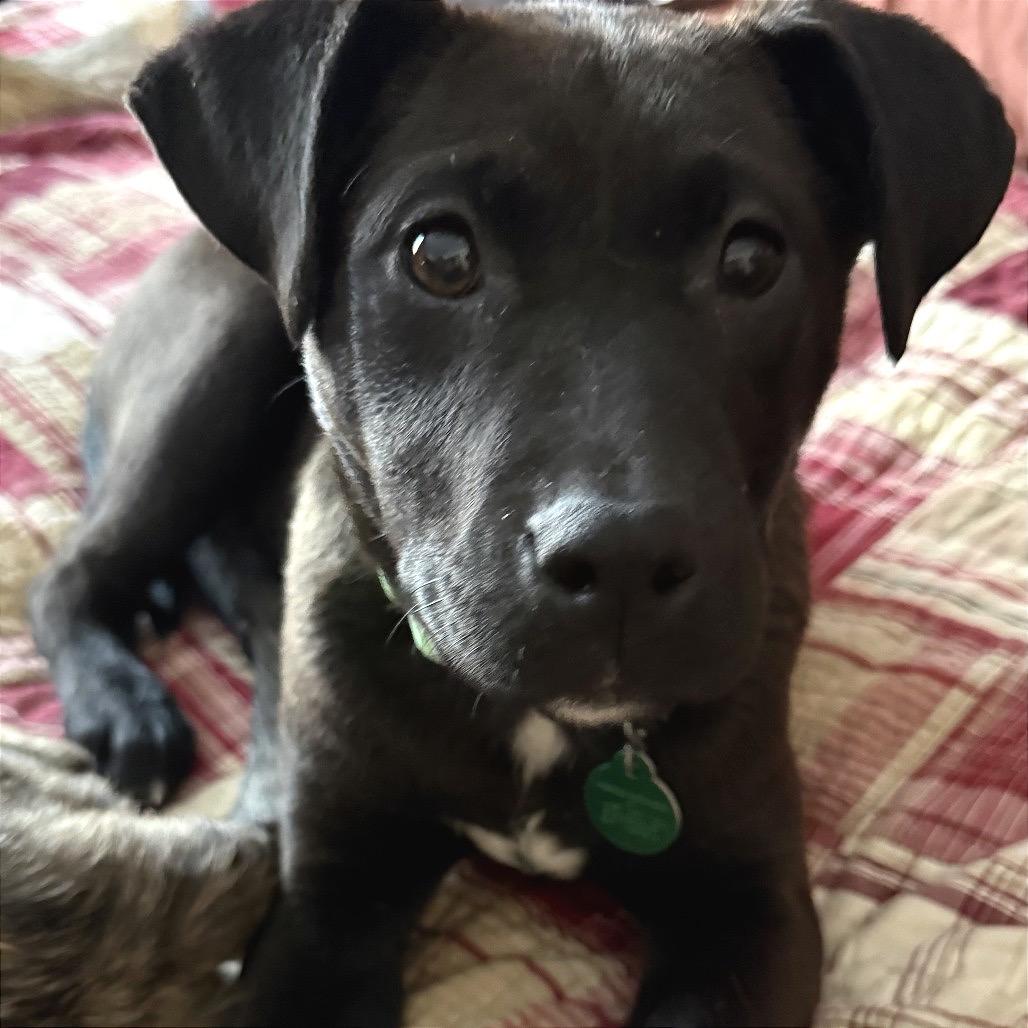 Katana, a Adoptable Mixed Breed in Buffalo, MN image 1/6