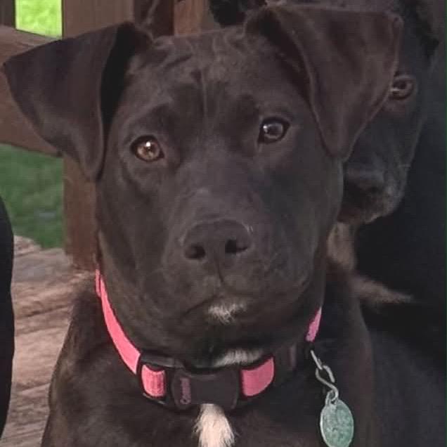 Enlarge Katana, a Adoptable Mixed Breed in Buffalo, MN image 1/6