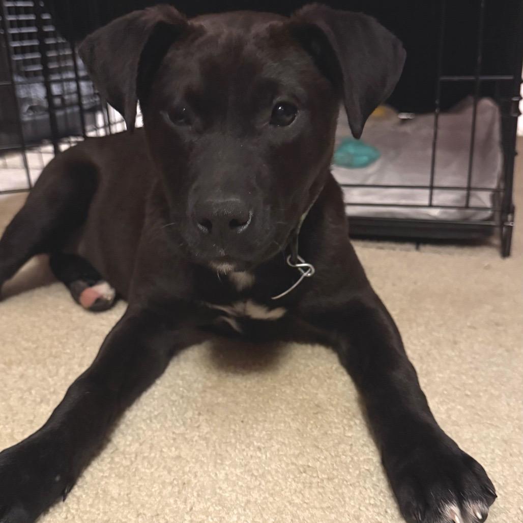 Katana, a Adoptable Mixed Breed in Buffalo, MN image 2/6