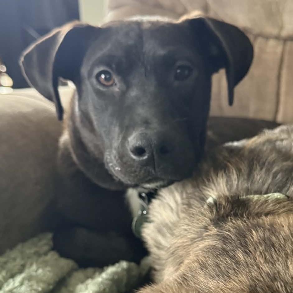 Enlarge Katana, a Adoptable Mixed Breed in Buffalo, MN image 3/6