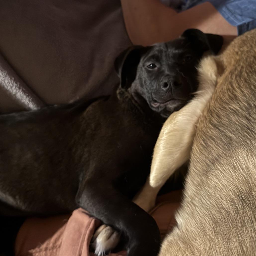 Katana, a Adoptable Mixed Breed in Buffalo, MN image 3/6