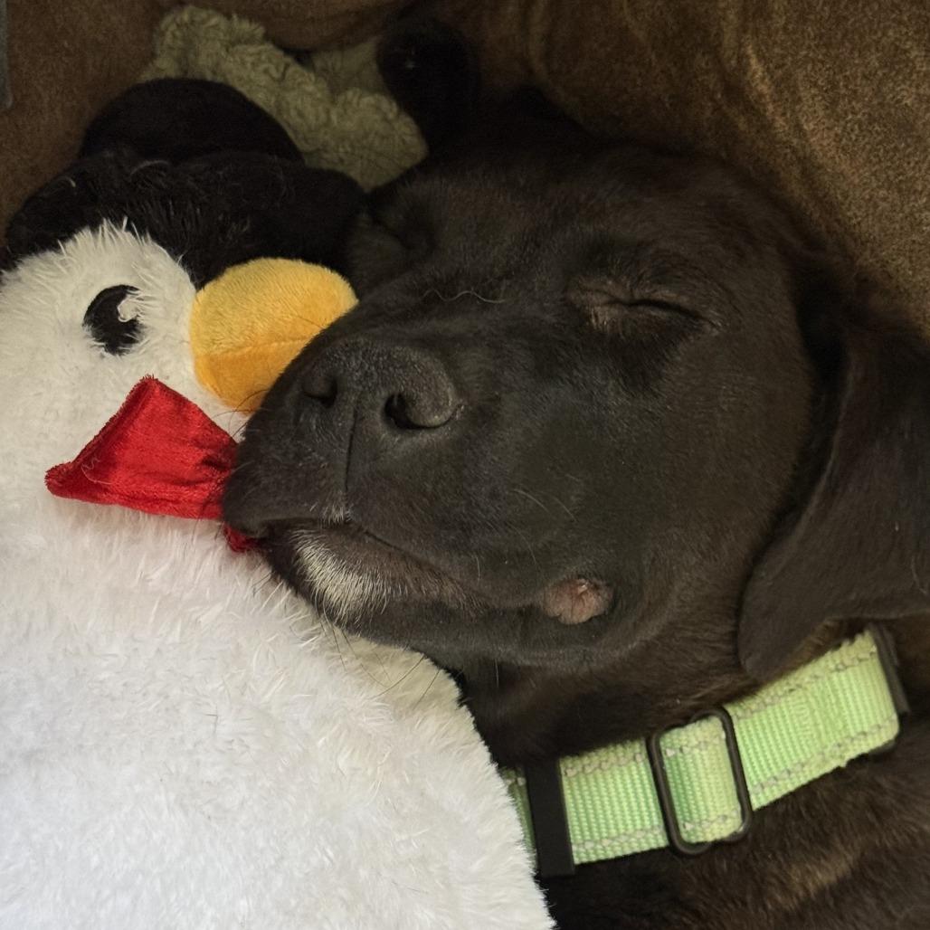Enlarge Katana, a Adoptable Mixed Breed in Buffalo, MN image 4/6