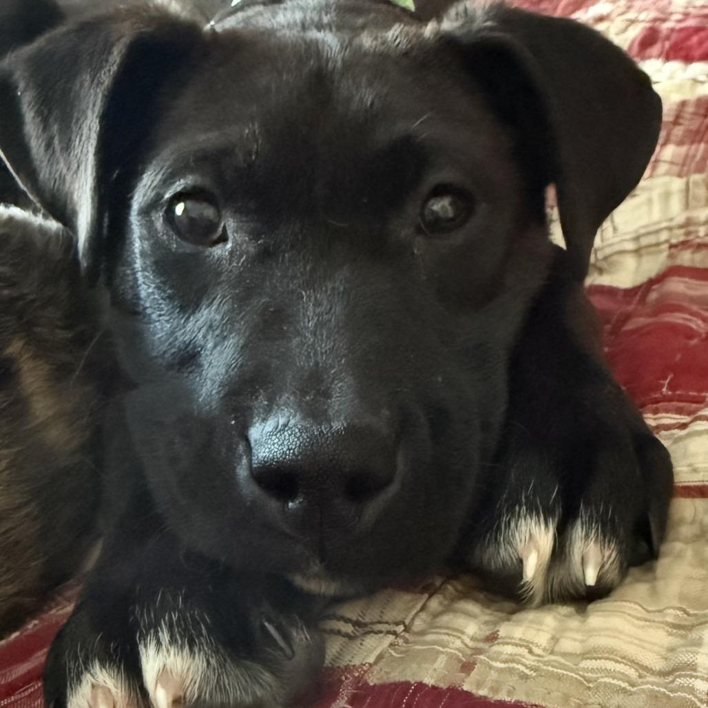 Katana, a Adoptable Mixed Breed in Buffalo, MN image 4/6