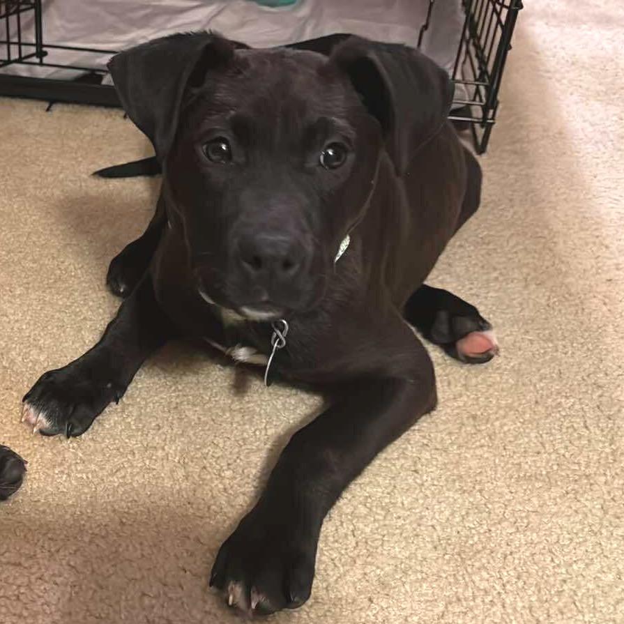 Katana, a Adoptable Mixed Breed in Buffalo, MN image 5/6