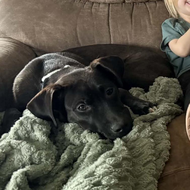 Enlarge Katana, a Adoptable Mixed Breed in Buffalo, MN image 6/6
