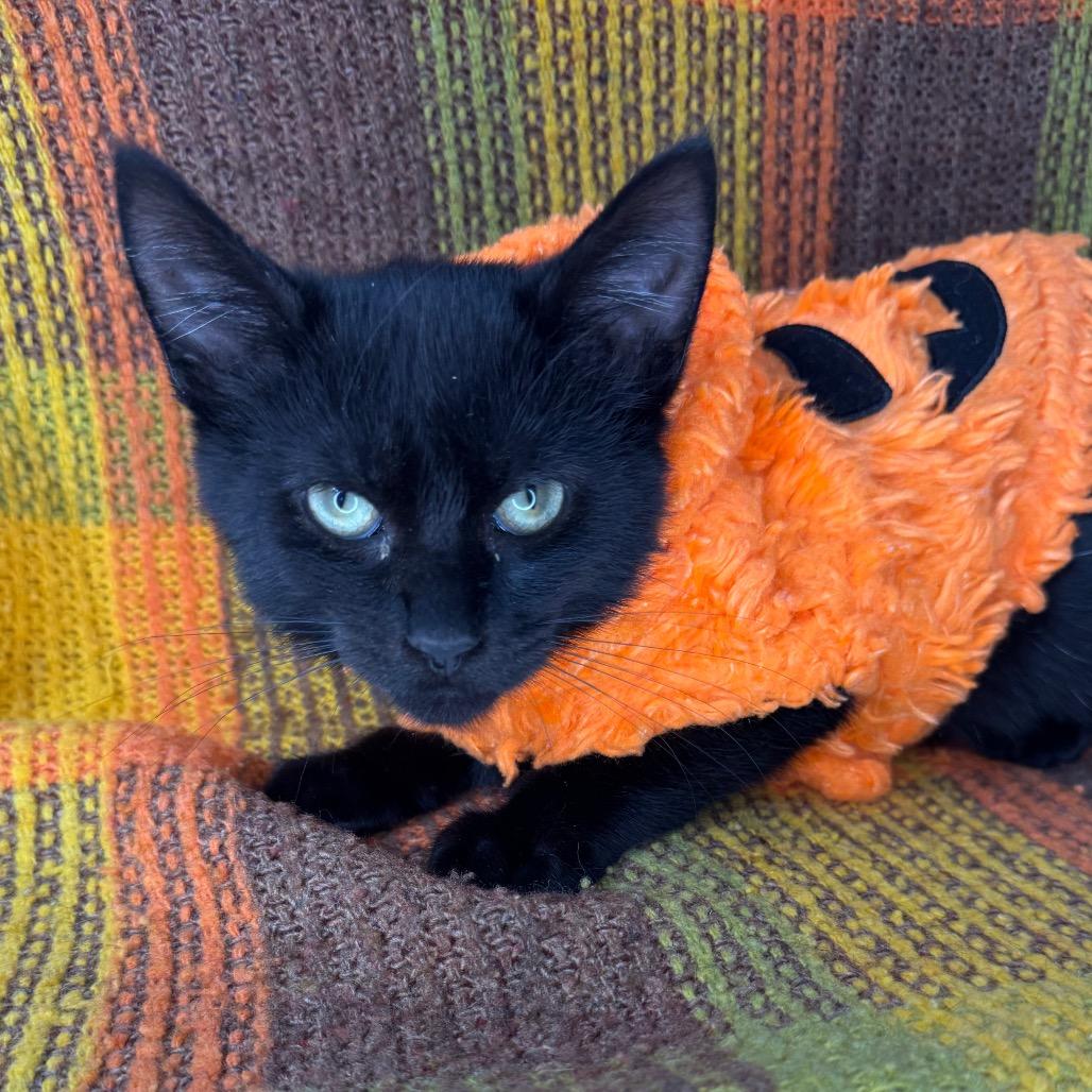 Dusty, Adoptable, Young Male Bombay.