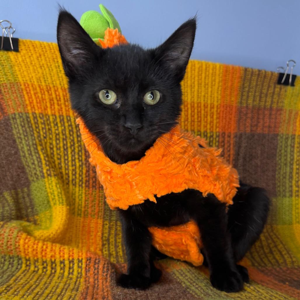 Enlarge Dusty, a Adoptable Bombay in Mount Vernon, IL image 2/6