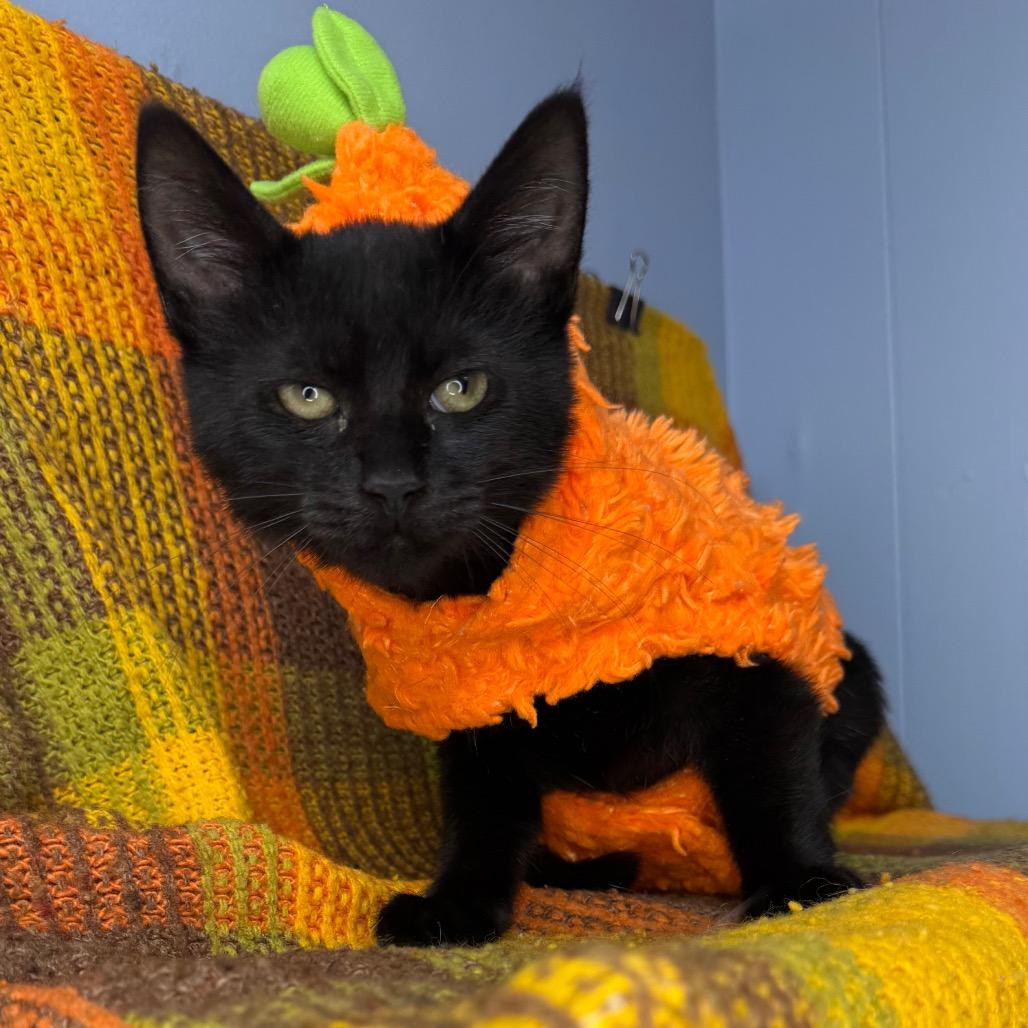 Enlarge Dusty, a Adoptable Bombay in Mount Vernon, IL image 4/6