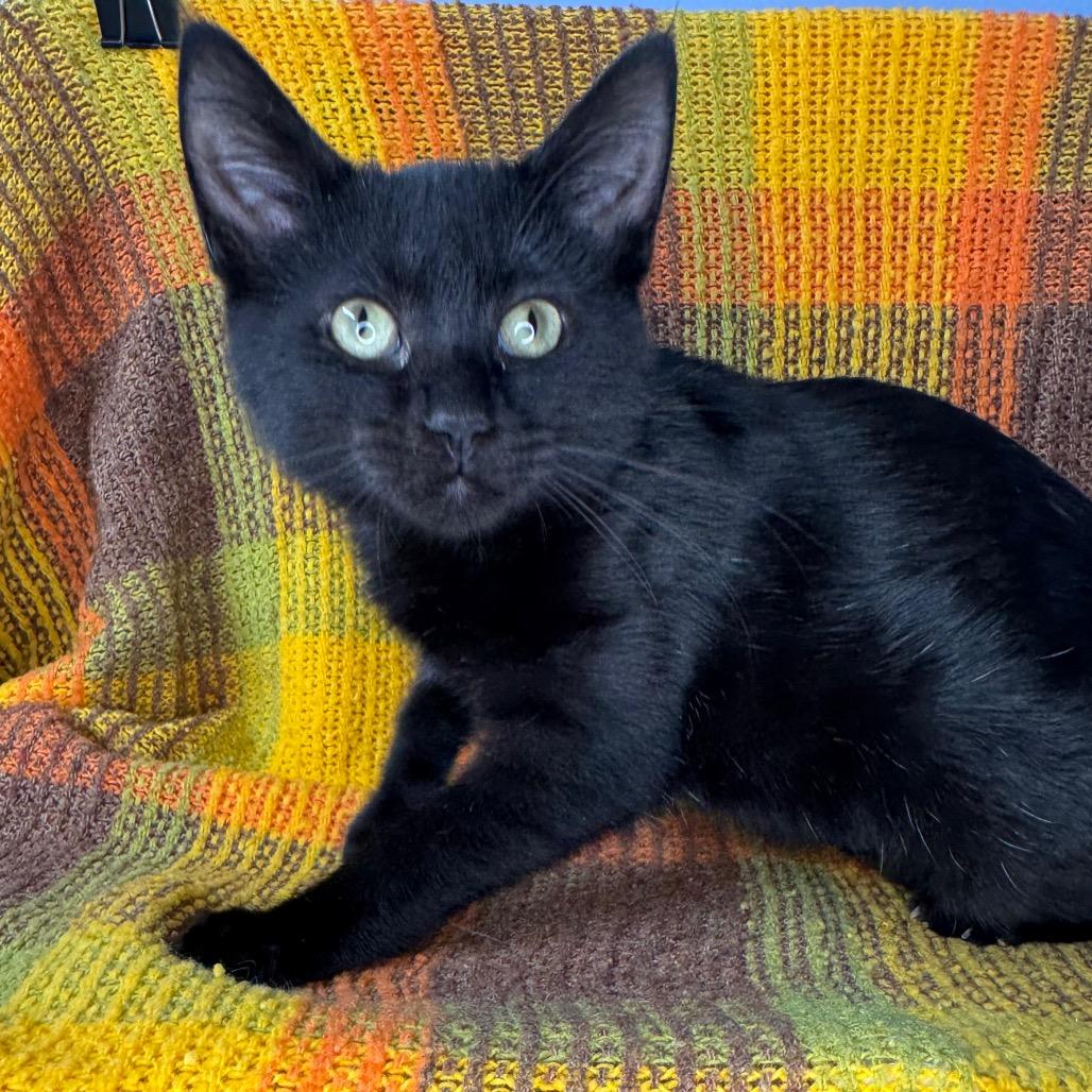 Enlarge Dusty, a Adoptable Bombay in Mount Vernon, IL image 5/6