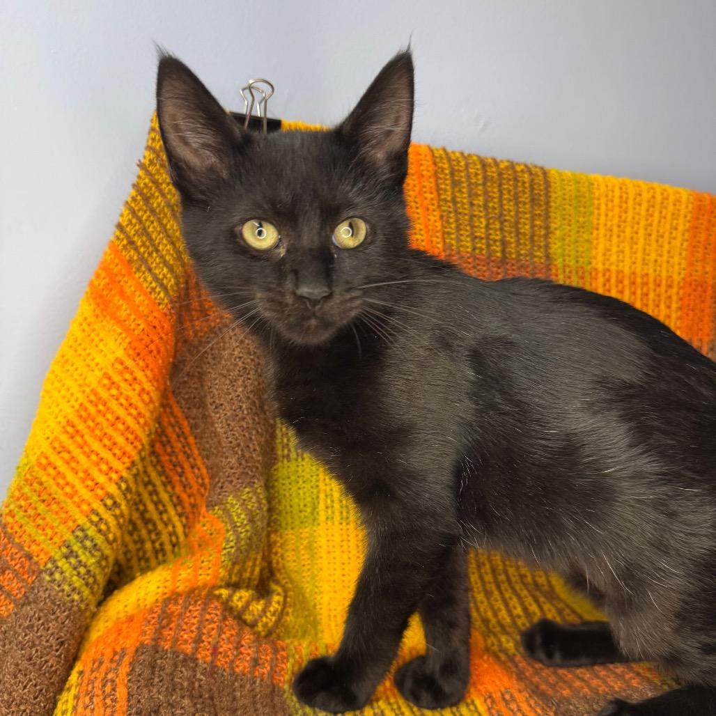 Enlarge Dusty, a Adoptable Bombay in Mount Vernon, IL image 6/6