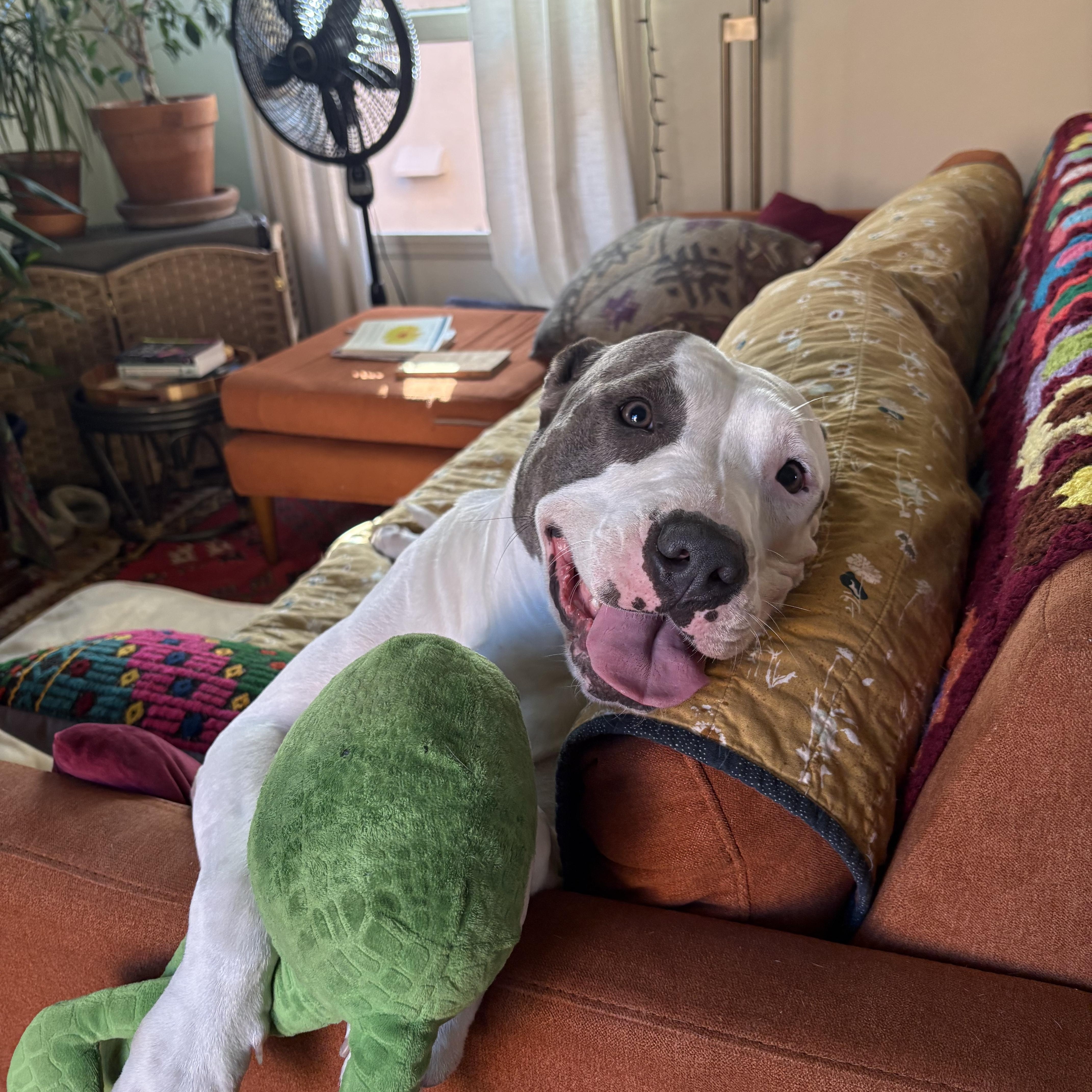 Honey, Adoptable, Adult Female Pit Bull Terrier.