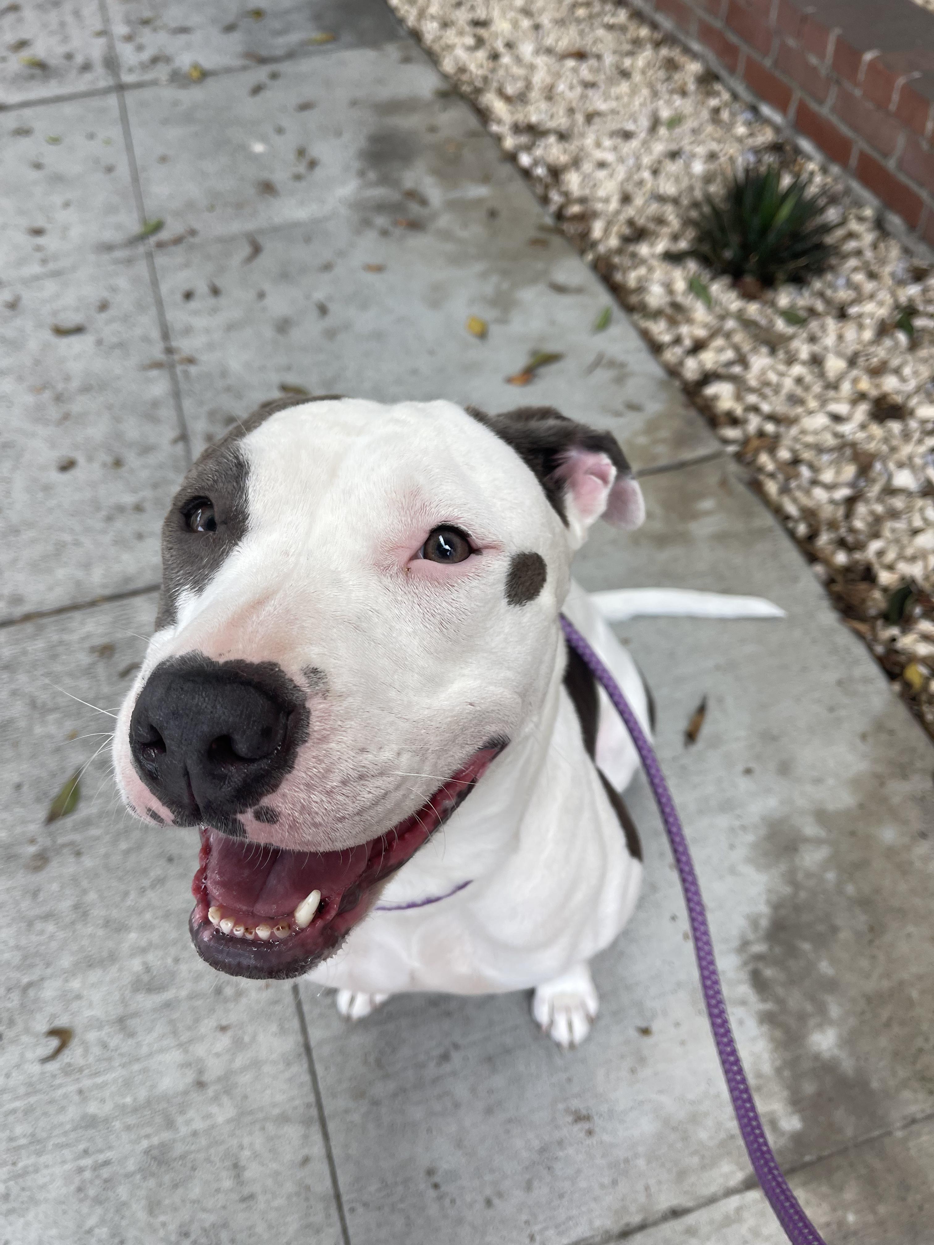 Enlarge Honey, a Adoptable mixed breed in Gridley , CA image 1/6