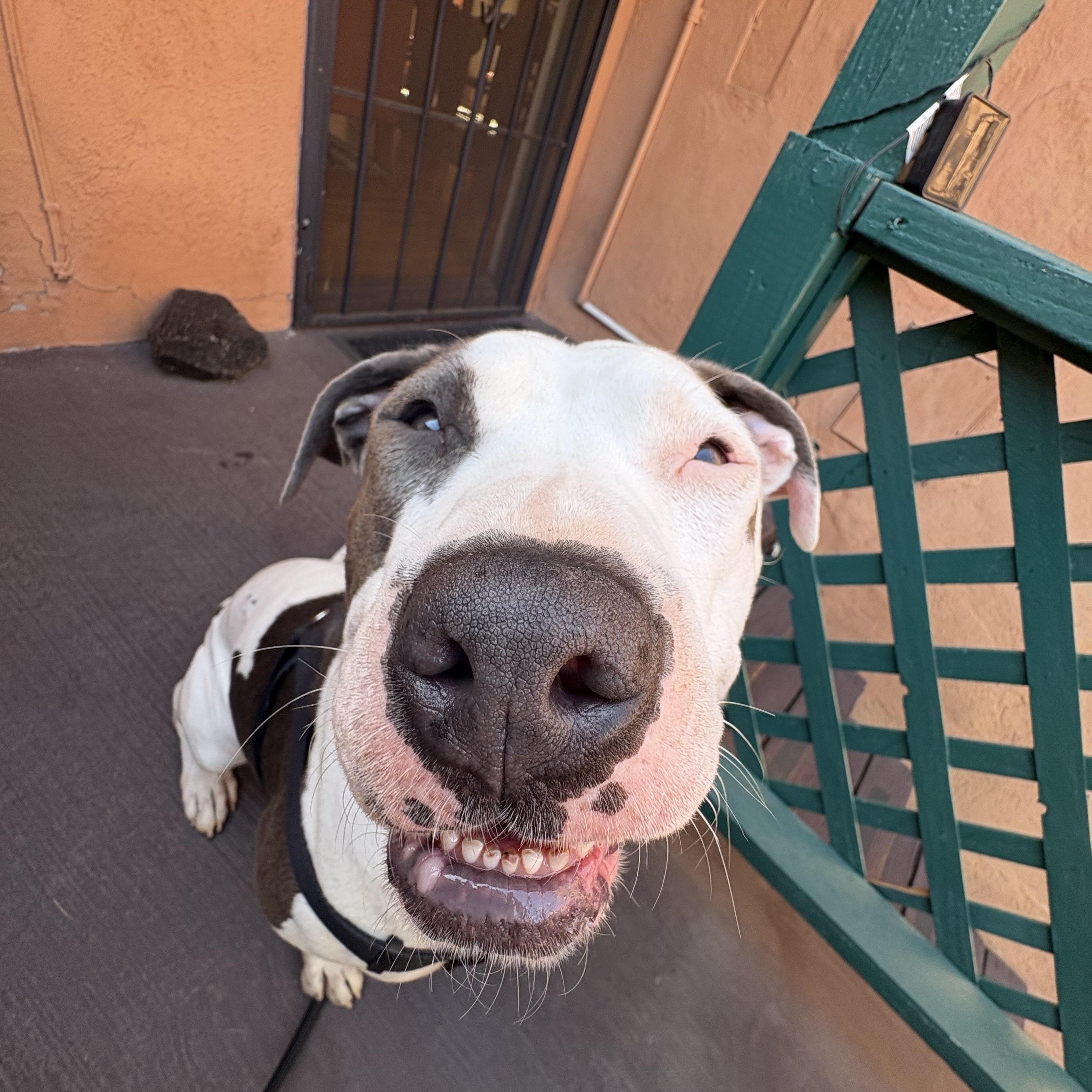 Enlarge Honey, a Adoptable mixed breed in Gridley , CA image 4/6