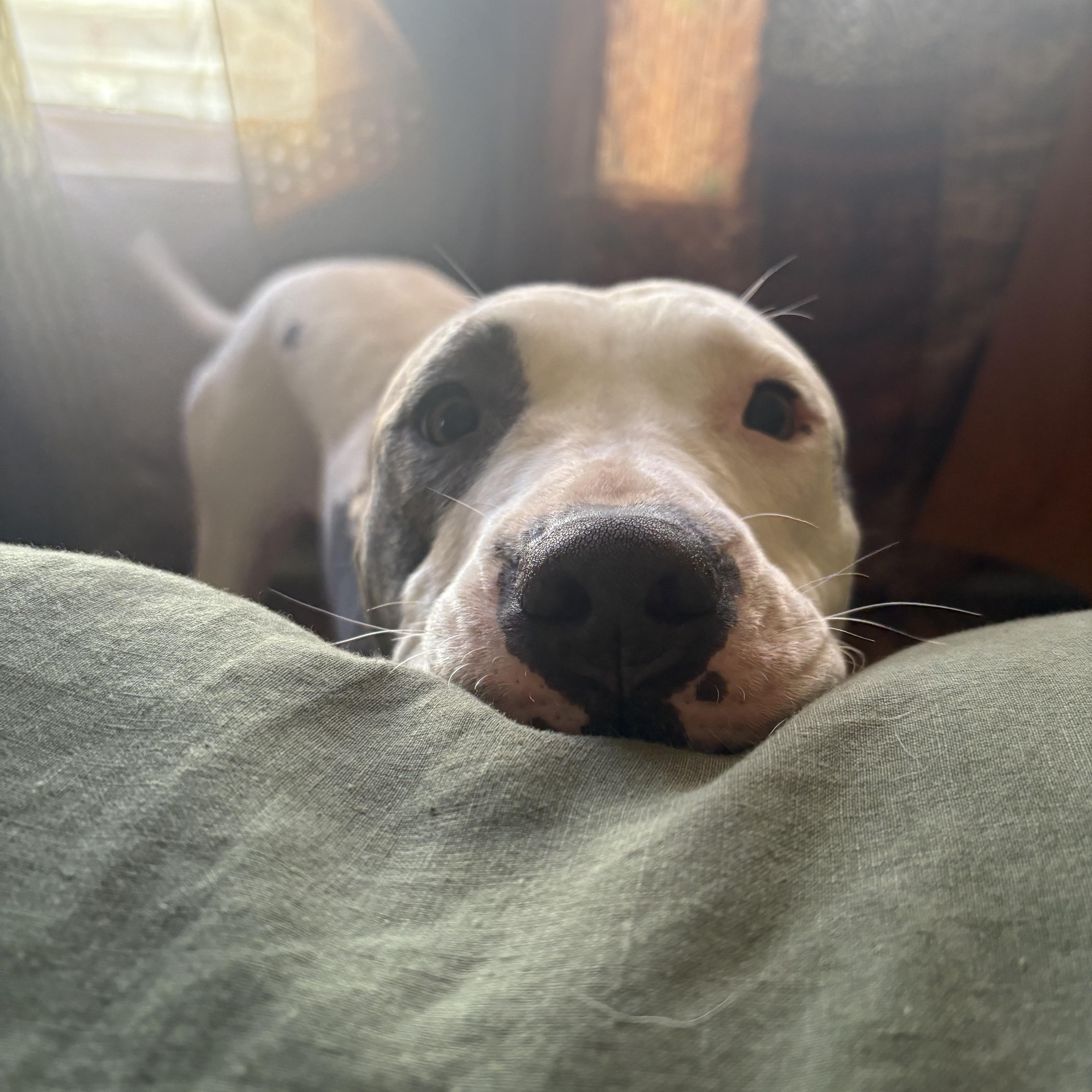 Enlarge Honey, a Adoptable mixed breed in Gridley , CA image 6/6