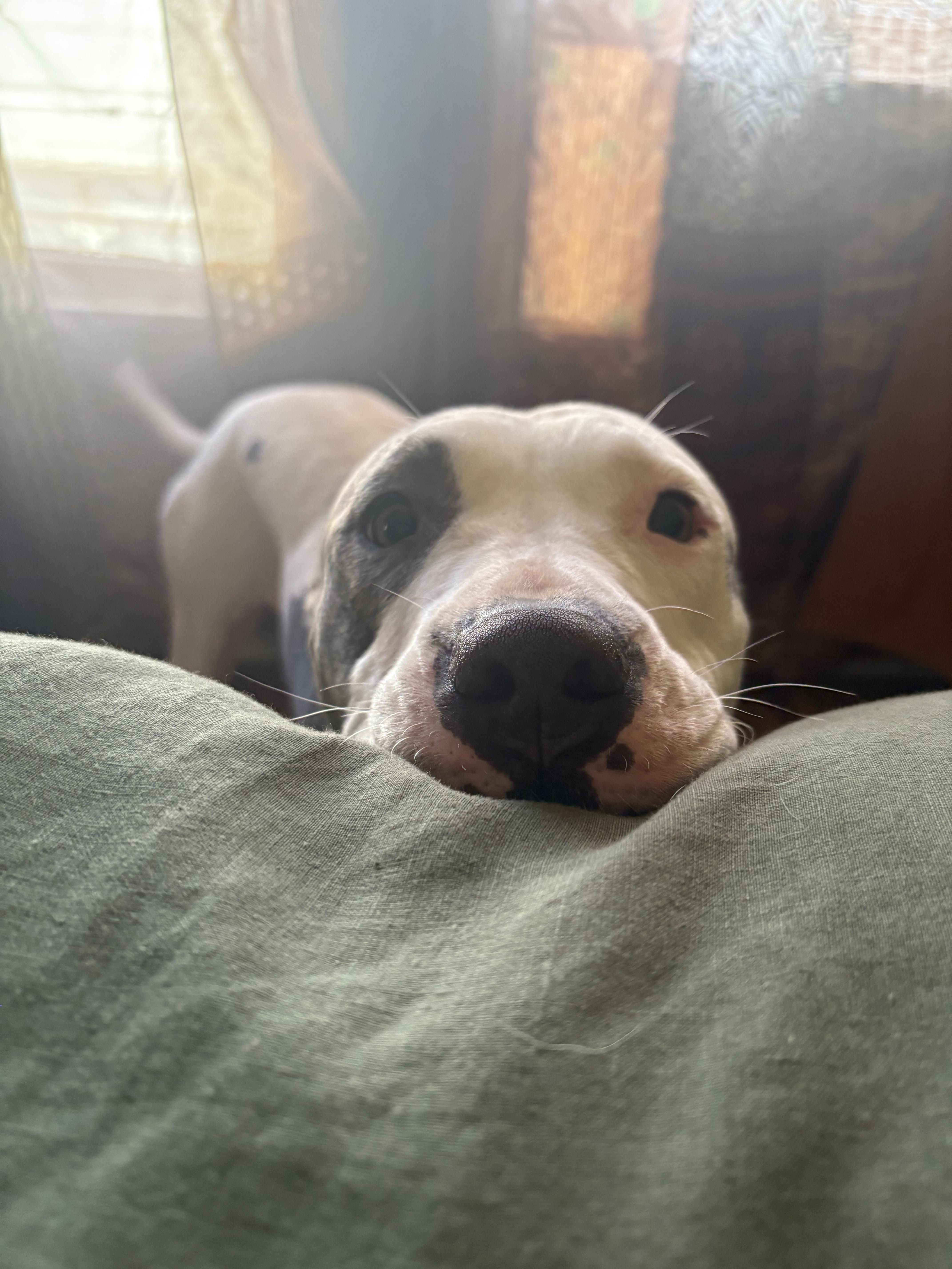 Enlarge Honey, a Adoptable mixed breed in Gridley , CA image 6/6